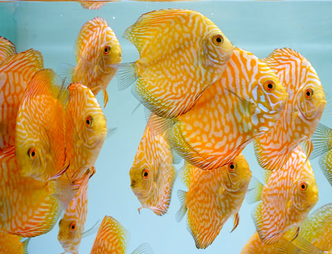 Yellow Pigeon Discus Size 3.5"-4"