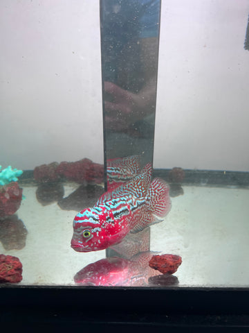 VIP Red King Kamfa Flowerhorn size 4” Premium VIP Collection Grade (High-End Flowerhorn)