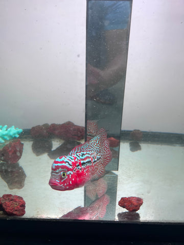 VIP Red King Kamfa Flowerhorn size 4” Premium VIP Collection Grade (High-End Flowerhorn)