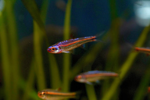 Rainbow Shiner (North American)