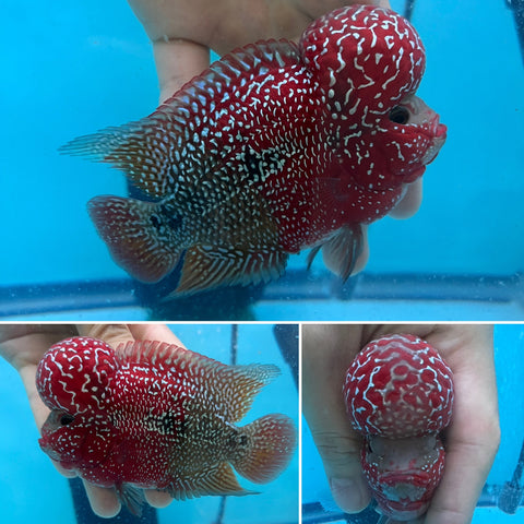 New Arrival #6 Two Tones Super Red Dragon Male Flowerhorn (SRD 2 tones color) size 4.5”-5”