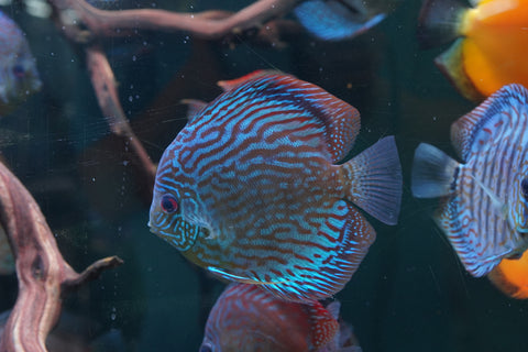 Blue Turquoise Discus  Size 5”-6”