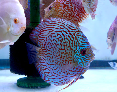 Leopard Snakeskin High Body Discus size 4.5” Premium Grade Discus