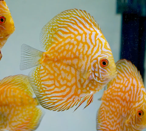 Yellow Pigeon Discus Size 3.5"-4"