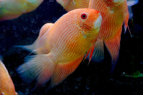 (Limited Stock) Gold Red Spot Severum Cichlid (size 5-5.5”) Large