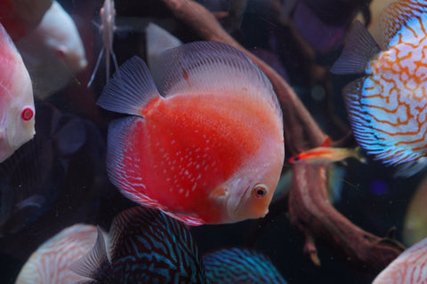 Red Snow Leopard High Body Discus size 4.5” Premium Grade Discus