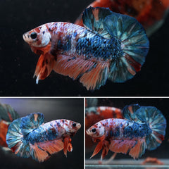 #4 Rainbow Candy Nemo Koi Multi Color Plakat Tail - High Quality Live Aquarium Male Betta Fish