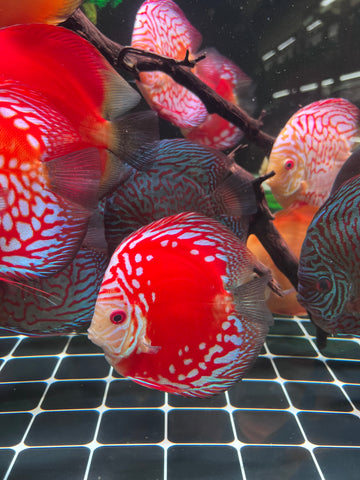 High Body “Heart Shape” Red Panda Discus size 5-6” Premium Grade Discus