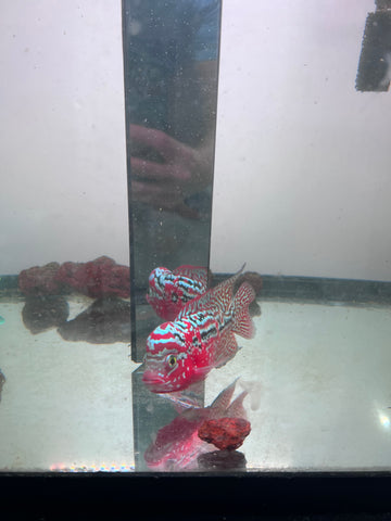 VIP Red King Kamfa Flowerhorn size 4” Premium VIP Collection Grade (High-End Flowerhorn)