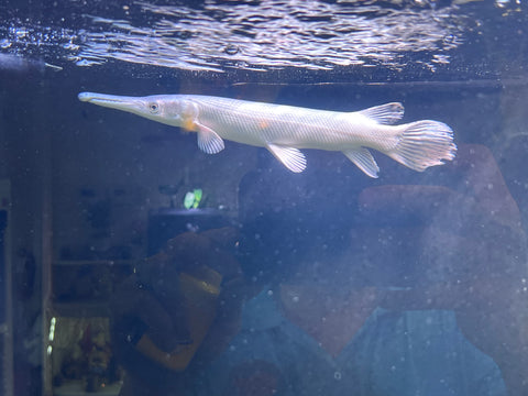 Platinum Alligator Gar (Limited) size 12”