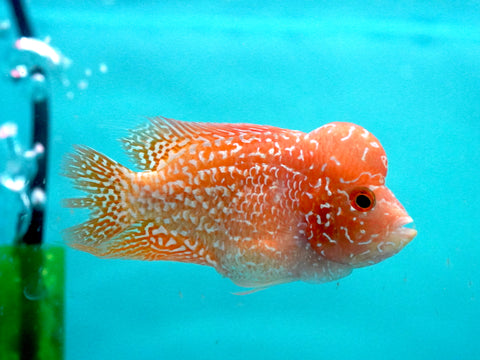 *NEW #1 Golden Base Kamfa Male Flowerhorn (Mini Size 2”) Potential Small Kamfa