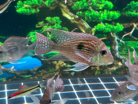 Geophagus Sveni Size 5”