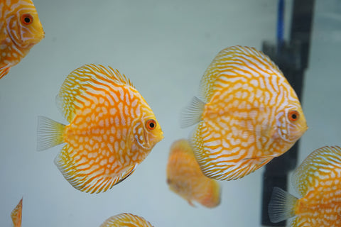 Yellow Pigeon Discus Size 3.5"-4"