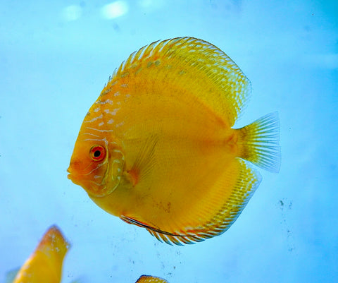 Yellow Panda Discus Fish 4.5"-5" High Quality Discus