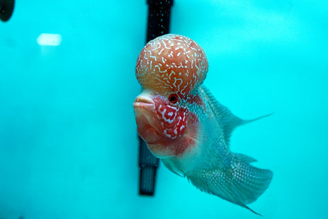Super Red Dragon Flowerhorn (Super Big Hump Head) size 5"