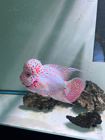VIP Thick Pearl Golden Base Kamfa F2 Flowerhorn size 6” Premium VIP Collection Grade (High-End Flowerhorn)
