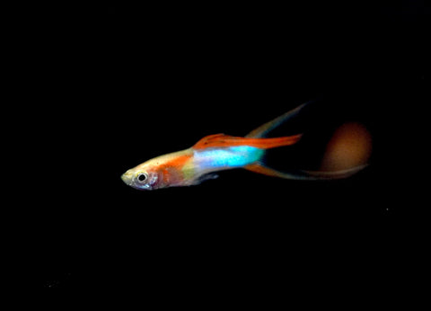 *RARE* Double Swords Red Wild Endler Guppy