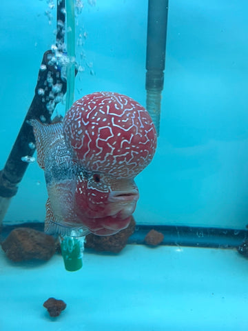 VIP Flowerhorn Red Base Super Pearl Kamfa F3 Hybrid size 6” Premium Collection Grade (High-End Flowerhorn)