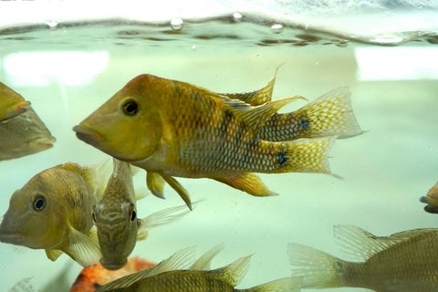 Yellow Hump Eartheater (Geophagus Pellegrini) Size 4”