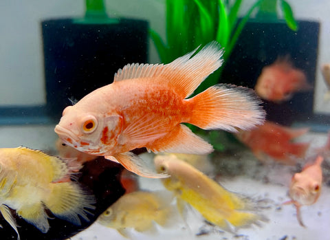 Long Fin Red Chili Oscar size 4”