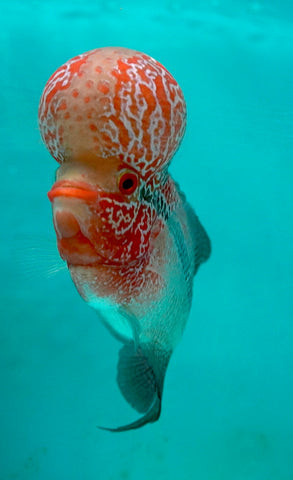 #6 Super Red Dragon Flowerhorn (Super Big Hump Head)