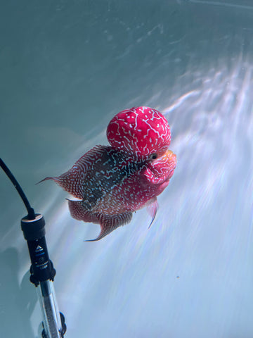 VIP Flowerhorn Red Base Kamfa F3 Hybrid size 6” Premium Collection Grade (High-End Flowerhorn)