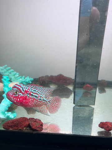 VIP Red King Kamfa Flowerhorn size 4” Premium VIP Collection Grade (High-End Flowerhorn)