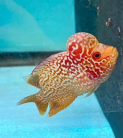 *NEW #2 Golden Base Kamfa Male Flowerhorn (Mini Size 2”) Potential Small Kamfa