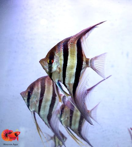 Small Orinoco Altum Angel Fish size 3-3.5” Tall