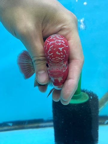 New Arrival #1 Two Tones Super Red Dragon Male Flowerhorn (SRD 2 tones color)