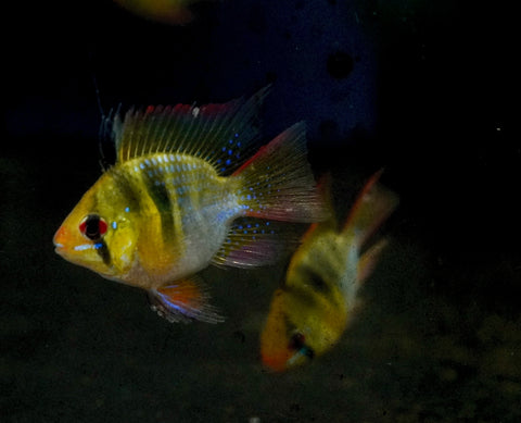 German Balloon Rams - Cichlid Rams Short Body