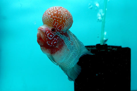 Super Red Dragon Flowerhorn (Super Big Hump Head) size 5"