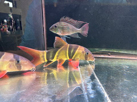 Clown Loach Size 10”