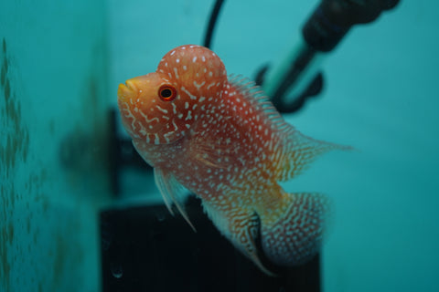 *NEW #8 Golden Base Kamfa Male Flowerhorn (Mini Size 2.5”) Potential Small Kamfa