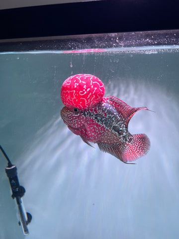 VIP Flowerhorn Red Base Kamfa F3 Hybrid size 6” Premium Collection Grade (High-End Flowerhorn)