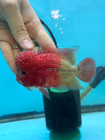 New Arrival #1 Two Tones Super Red Dragon Male Flowerhorn (SRD 2 tones color)