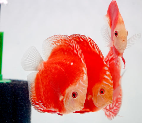 Red Panda Discus Fish 4”-4.5" High Quality Discus