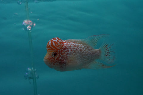 *NEW  #4 Golden Base Kamfa Male Flowerhorn (Mini Size 2.5”) Potential Small Kamfa