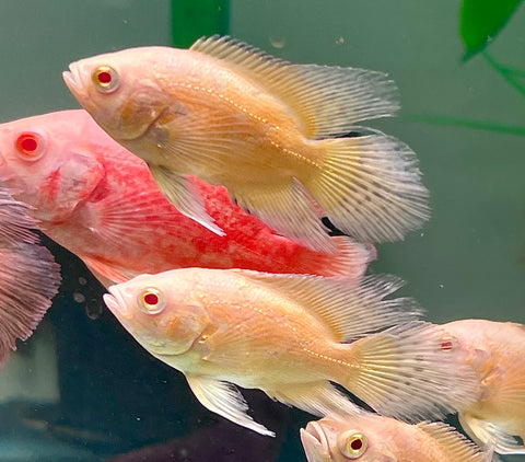 (Limited) Long Fin Lemon Oscar size 4”