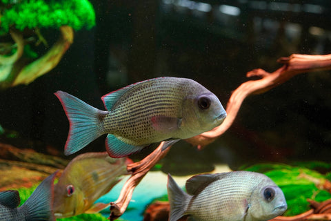 * RARE * Menarambo (Paretroplus menarambo) Madagascar Cichlids Captive Breed (Wild Extinct)