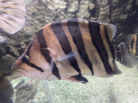 *Special* Sumatra Datnoid 11” (Extra Large)