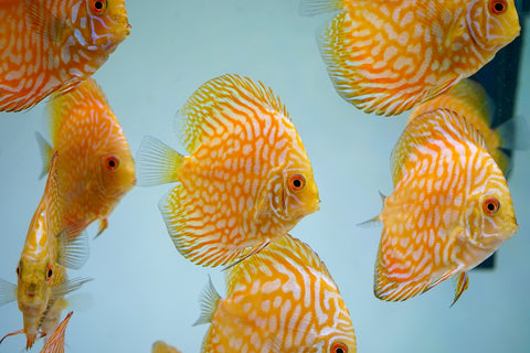 Yellow Pigeon Discus Size 3.5"-4"