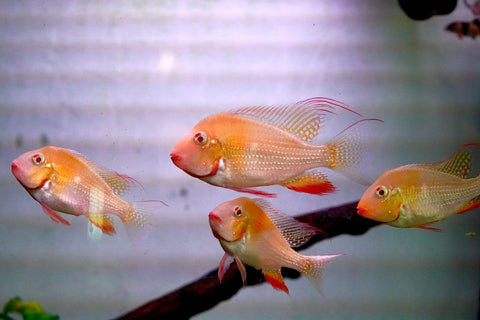 Albino Heckelii - Geopharus Cichlid Live Fish (Size 3.5"-4")