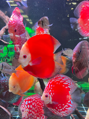 High Body “Heart Shape” Red Melon Discus size 5-6” Premium Grade Discus