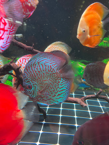 High Body “Heart Shape” Red Tiger Discus size 5-6” Premium Grade Discus