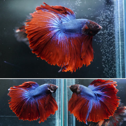 #14 (New Arrival) Blue Grizzle Red Tail Over Halfmoon Tail - High Quality Live Aquarium Male Betta Fish