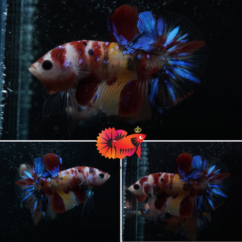 #3 (New Arrival) Rainbow Candy Nemo Koi Male Plakat Betta Fish - High Quality Live Aquarium Male Betta Fish