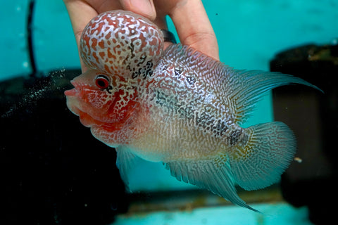 #4 Super Red Dragon Flowerhorn (Super Big Hump Head)