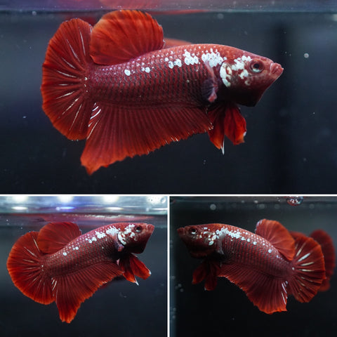 #16 (New Arrival) Rare Red Mamba Samurai Male Plakat Betta Fish - High Quality Live Aquarium Male Betta Fish