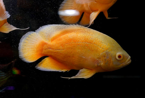 Full Body Lemon Oscar Size Large 9”-10”